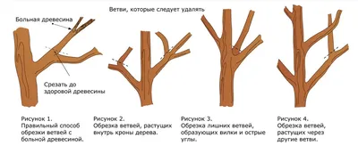 Изображения обрезки плодовых деревьев в HD качестве