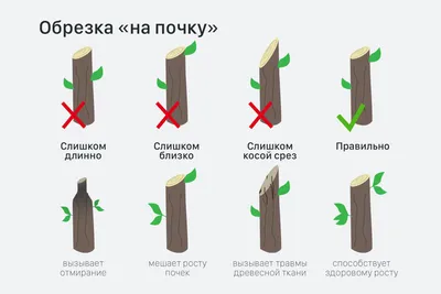 Природа в гармонии: эстетика обрезки плодовых деревьев