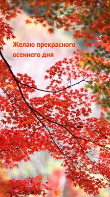 Прекрасный осенний день: выберите размер изображения и скачайте в формате JPG, PNG, WebP