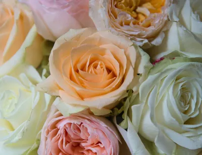 Удивительные фото роз в разных размерах