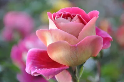 Прекрасные розы фотографии