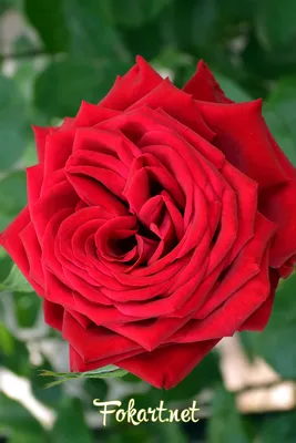 Очаровательные розы в разных размерах для загрузки