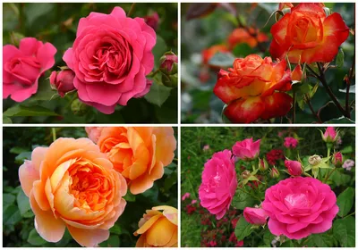 Потрясающие фото роз в различных размерах