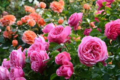 Красивые изображения роз в формате png для скачивания