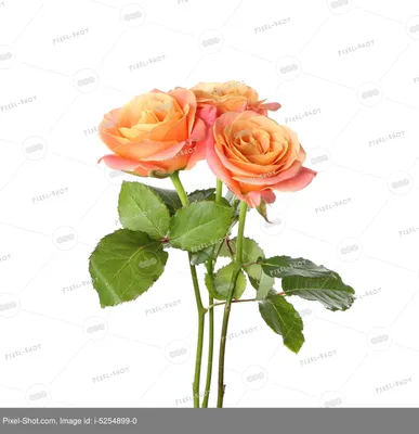 Завораживающие розы в формате webp