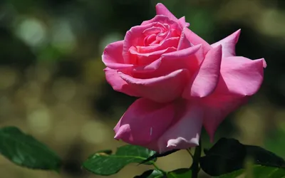 Прекрасные розы в высоком разрешении в формате jpg