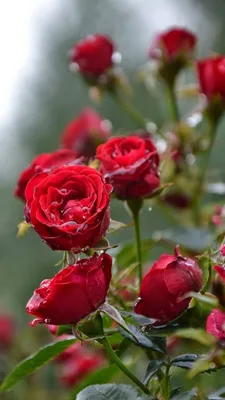 Удивительные розы в формате webp - выбирайте свой любимый