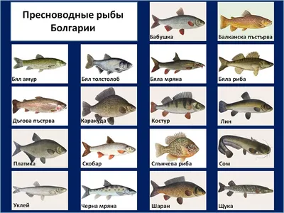 Удивительные пресноводные рыбы: фотографии в разных форматах для скачивания