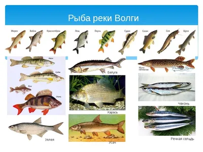 Впечатляющие изображения пресноводных рыб: фотографии в разных форматах