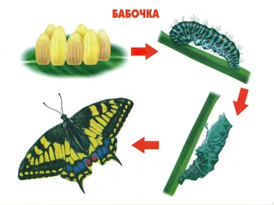 Изображение: гусеница превращается в красивую бабочку