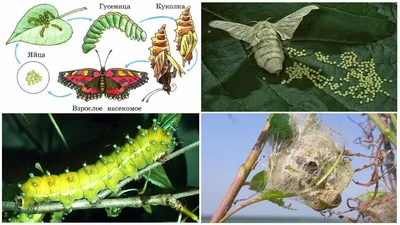 Превращение гусеницы в бабочку фотографии