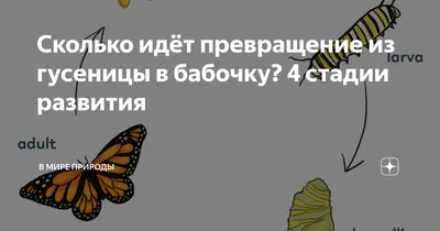 Фотошедевр: гусеница превращается в невероятную бабочку