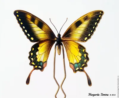 Прическа бабочка: выберите идеальный размер и формат для скачивания
