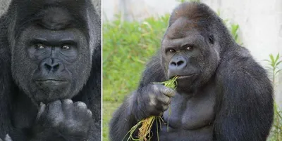 Встречайте в джунглях: HD изображения горилл для свободного скачивания.