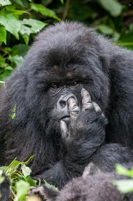 Завораживающие мордочки: Фотографии горилл в формате PNG.