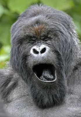 Великаны джунглей: Новые фото горилл в высоком разрешении.