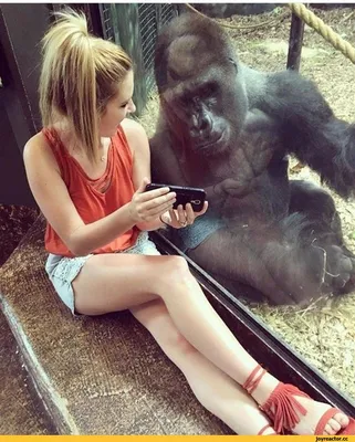 Интересные факты: Жизнь горилл в картинках.