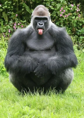 В диких условиях: Скачивай изображения горилл бесплатно.