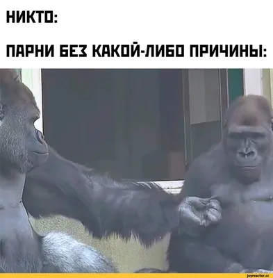 Загадочные обитатели: Бесплатные фото горилл в формате JPG.