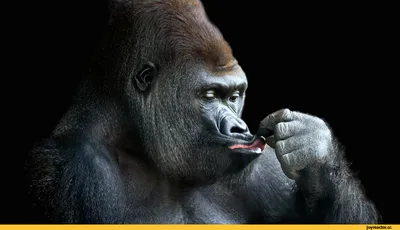 Веселые гориллы: Смешные моменты в обители обезьян