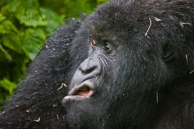 Смехотворные морды: Приключения горилл в объективе