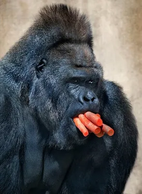 Эмоциональные обитатели леса: Жизнь горилл на фотографиях