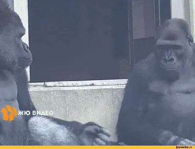 Загадочные обитатели джунглей: Фотогеничные гориллы в центре внимания