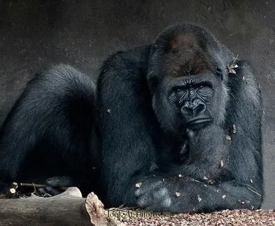 Игривые обитатели леса: Фотоприключения с гориллами