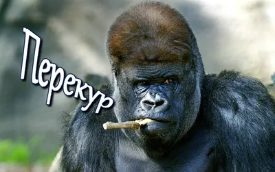 Природа в объективе: Удивительные гориллы на фотографиях
