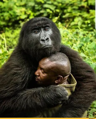 Великолепные моменты: Лучшие фото горилл в Full HD.
