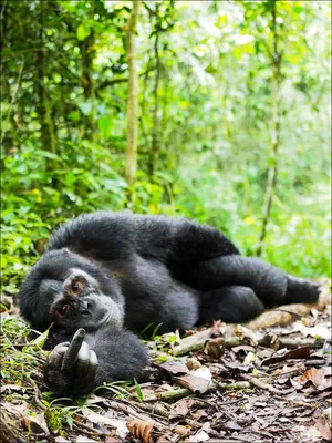 Встреча с обезьянами: Забавные кадры из мира горилл