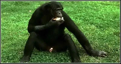 Фотоэкспедиция: Природные моменты с обаятельными гориллами