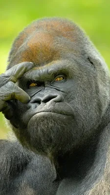 В объективе природы: Фотоистории с участием прикольных горилл