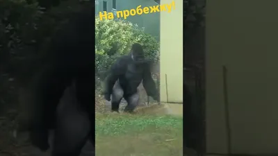 Лучшие изображения горилл в формате 4K