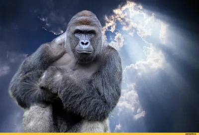 Фотки горилл 2024: самые свежие обои для телефона