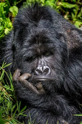 Новая порция веселья: Фото прикольных горилл в WebP.
