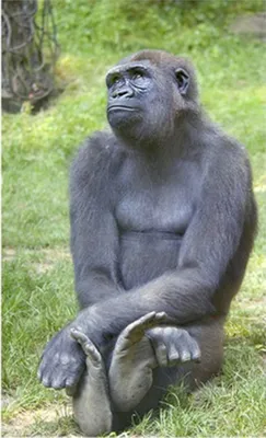 Обаятельные обитатели леса: Бесплатные обои с гориллами.