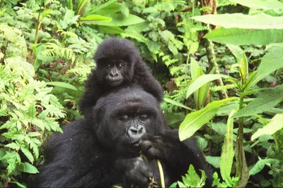 Обои смешных обезьян: фотографии горилл для твоего телефона.