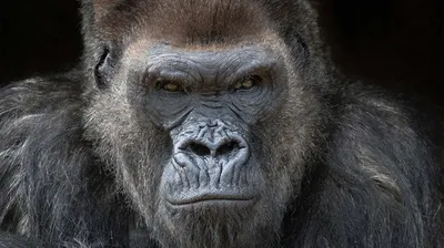 Фотографии горилл в Full HD: обои на андроид для стильного интерьера.