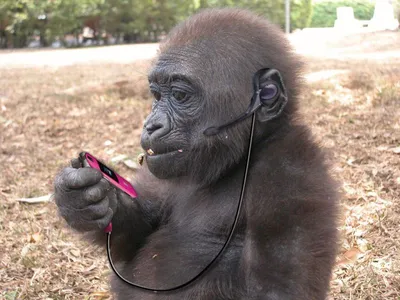 Смешные фотографии горилл: HD изображения для рабочего стола.