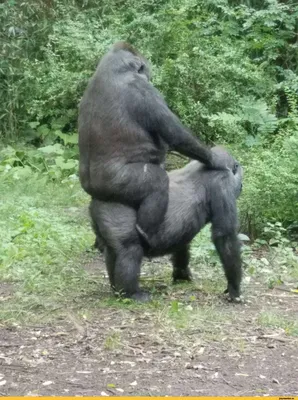 Очарование дикой природы: Скачивай картинки с гориллами бесплатно.