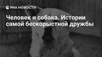 Улыбнитесь с этими прикольными фото собак