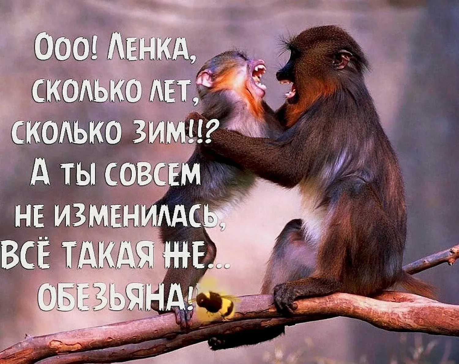 Смешные обезьяны — картинки — gkhyarovoe.ru