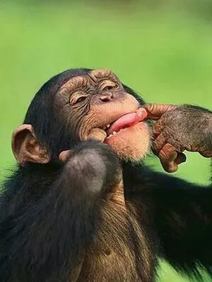 Фотоприколы с обезьянами: уникальные моменты с остроумием