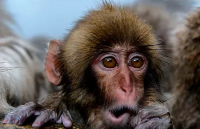 Webp фото обезьян: современный формат для легкости и качества