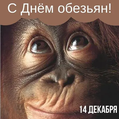 4K фото обезьян: заразительная улыбка в каждом кадре.