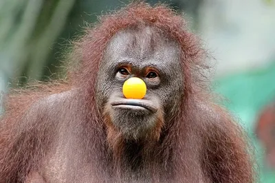 Фото на айфон с обезьянами: зарядись позитивом!