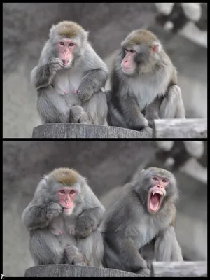 HD изображения обезьян: смехотворные моменты в высоком качестве.