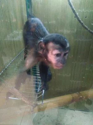 Фото на андроид: обезьяны, которые поднимут настроение.
