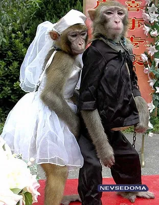 Прикольные обезьян в одежде фотографии
